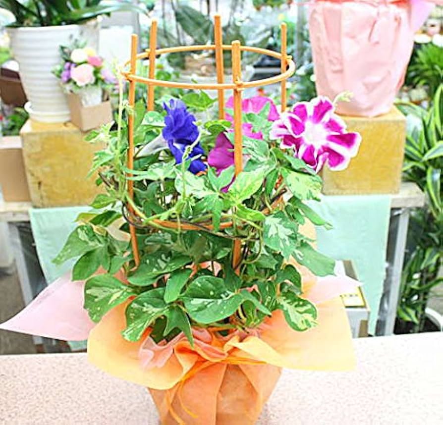 Amazon｜あさがお（朝顔）鉢植え 行灯仕立て 夏の鉢花｜観葉植物